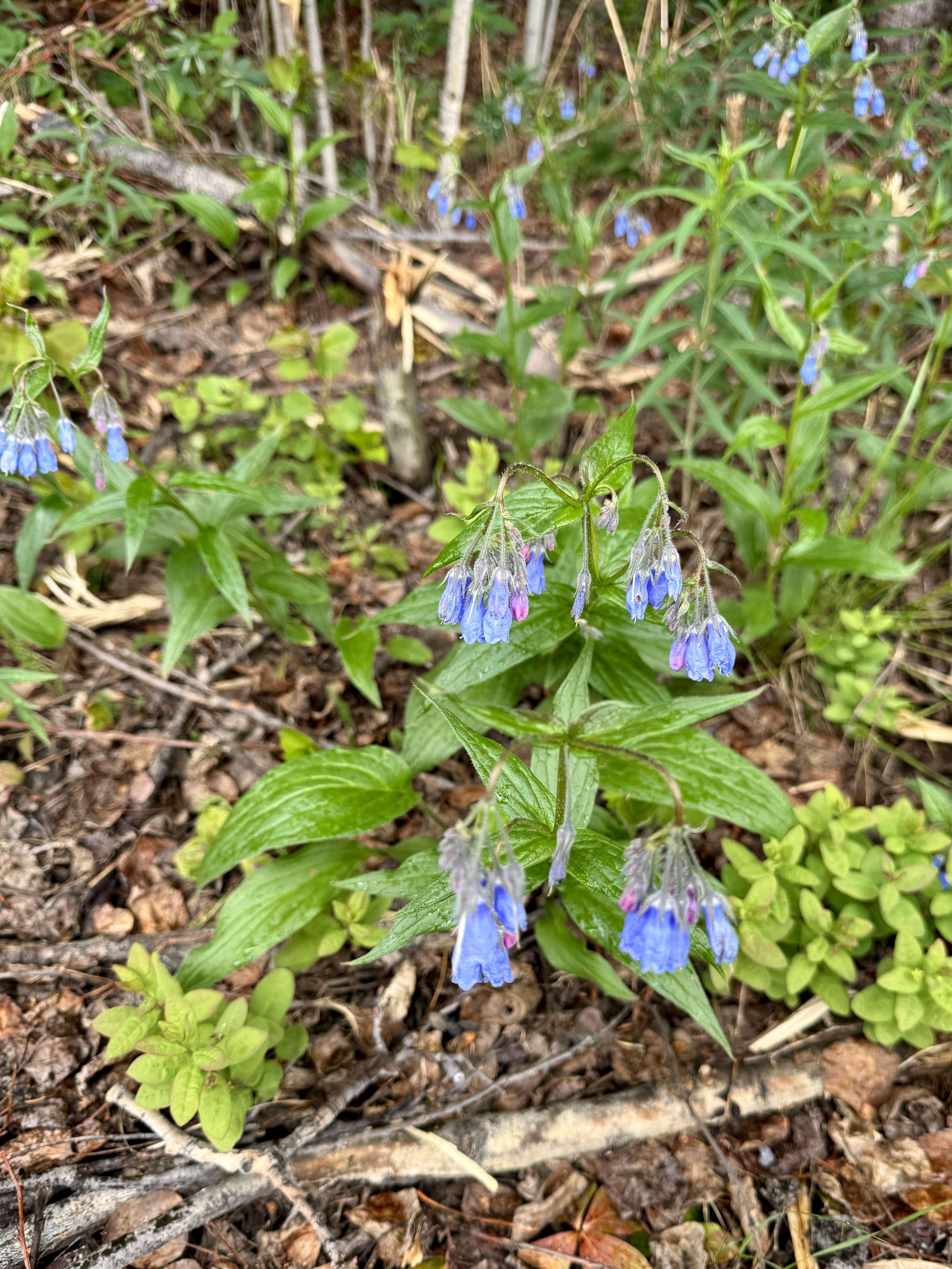 Day 175 / June 14, 2024