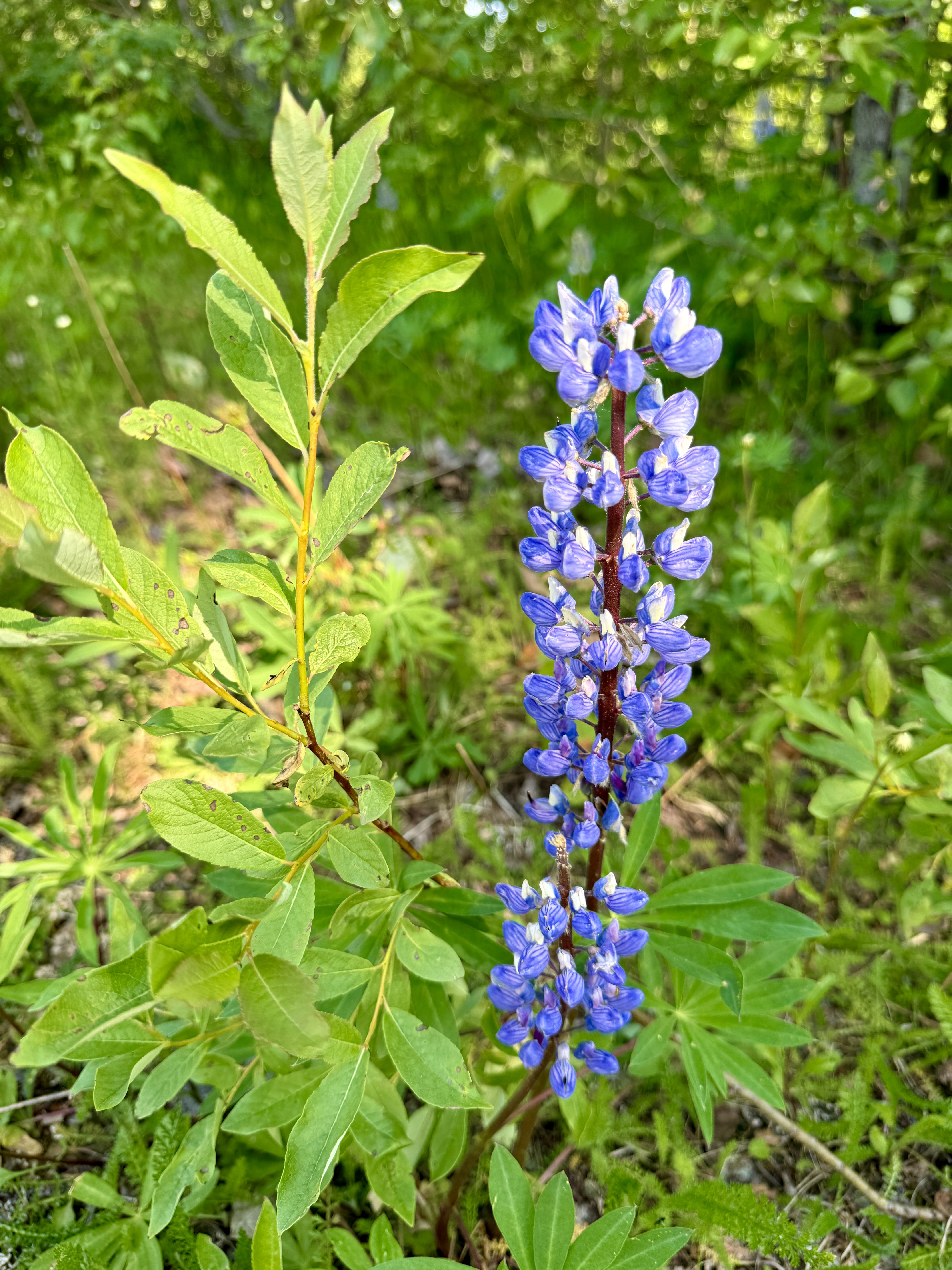 Day 183 / June 22, 2024